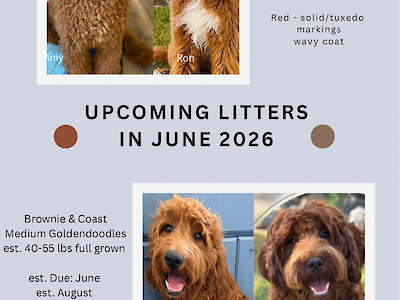 June 2026 litters - Medium GoldenDoodles