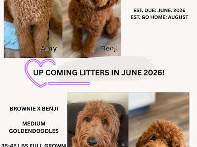 2 litters of Medium GoldenDoodles in June 2026