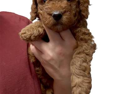 Penny’s Pink girl - adopted