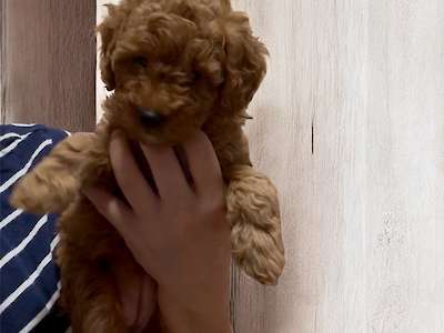 Penny’s Brown girl - adopted