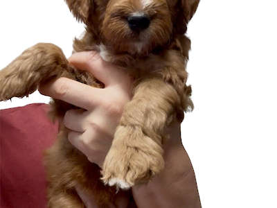 Puppy’s Green boy - adopted