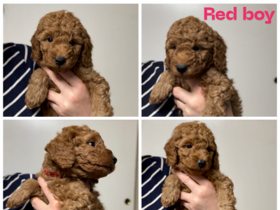 Penny’s Red boy - adopted