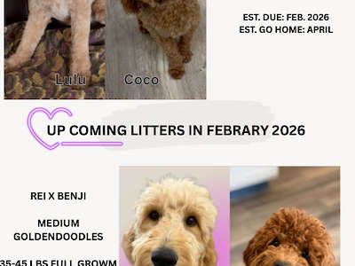 2 litters in Mini & Medium Goldendoodles Feb. 2026