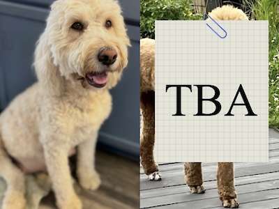 May/June Medium/ Standard Goldendoodle litter