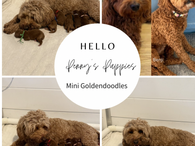 Penny’s Mini Goldendoodles are here!