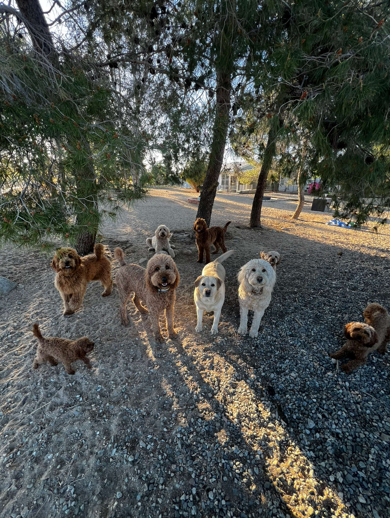 Our Dogs