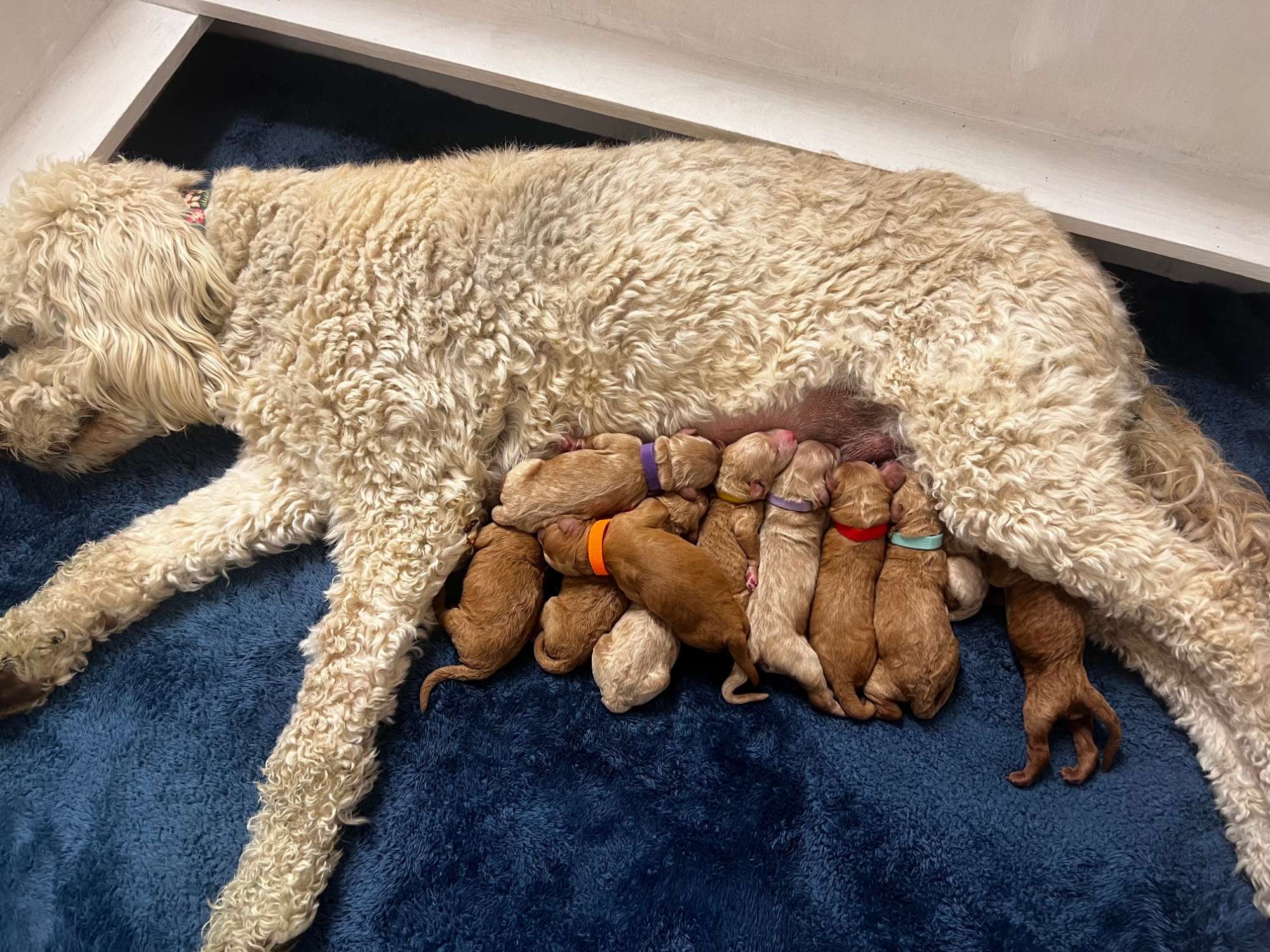Mia’s F1B Standard Goldendoodles March 2024 litter ( Mia + Mocha)