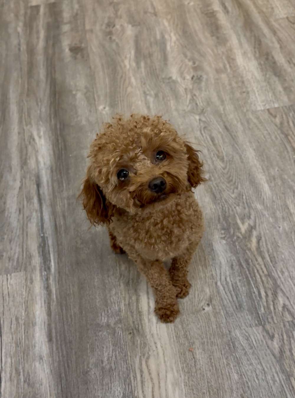 Coco