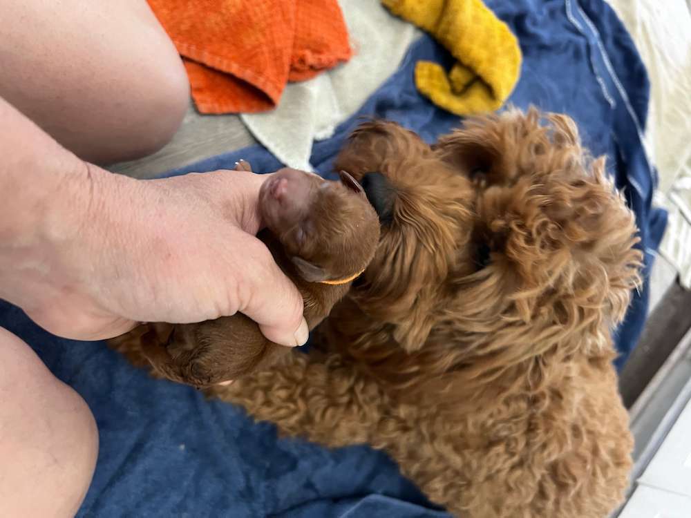 Penny’s Mini Goldendoodles July 2024