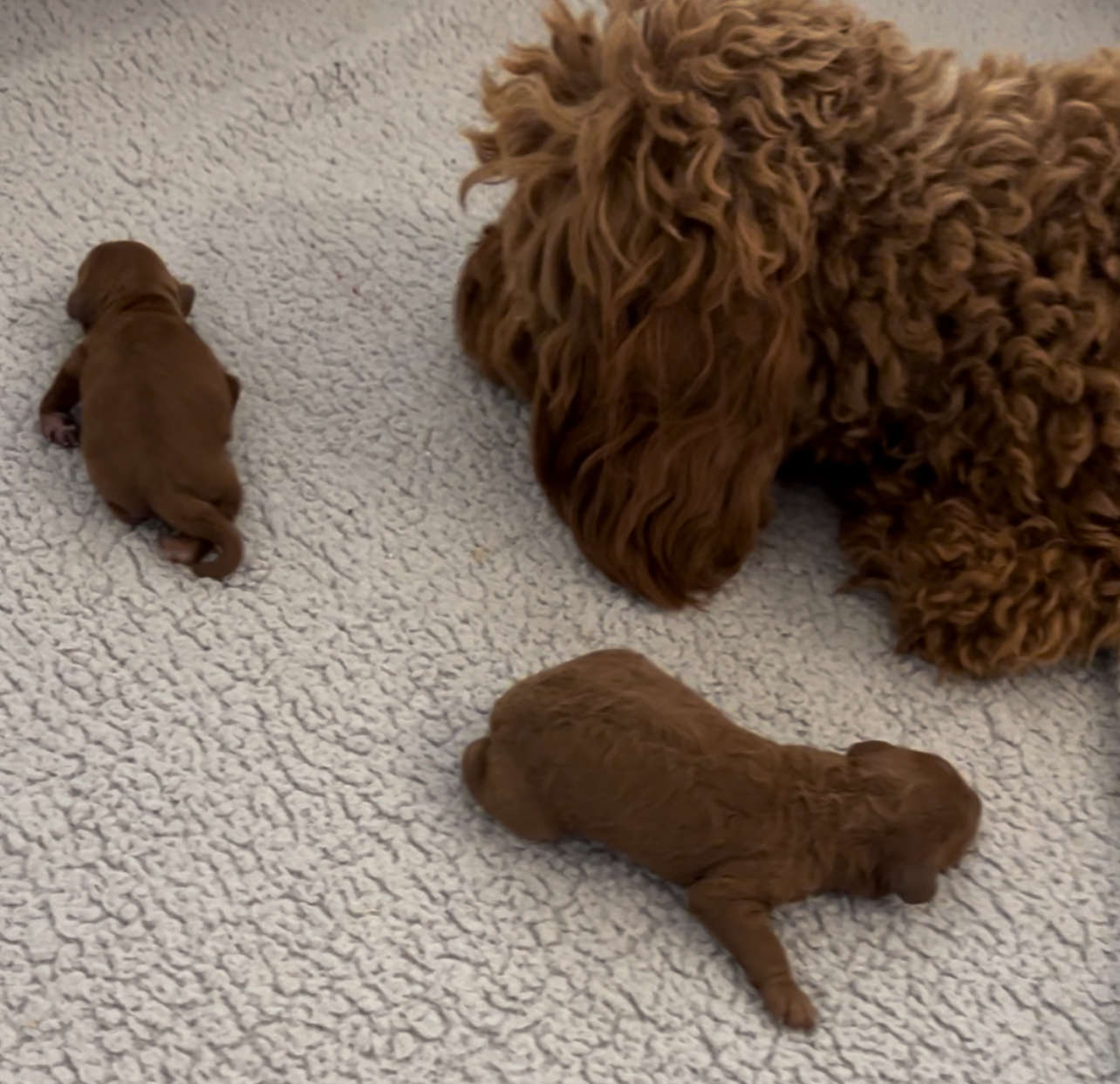 Penny’s Mini Goldendoodles July 2024