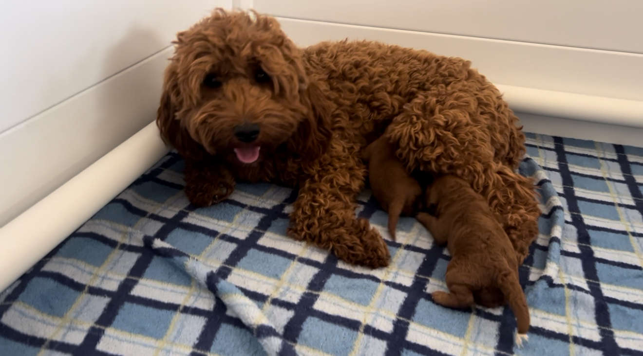 Penny’s Mini Goldendoodles July 2024 ( Penny + Tucker)
