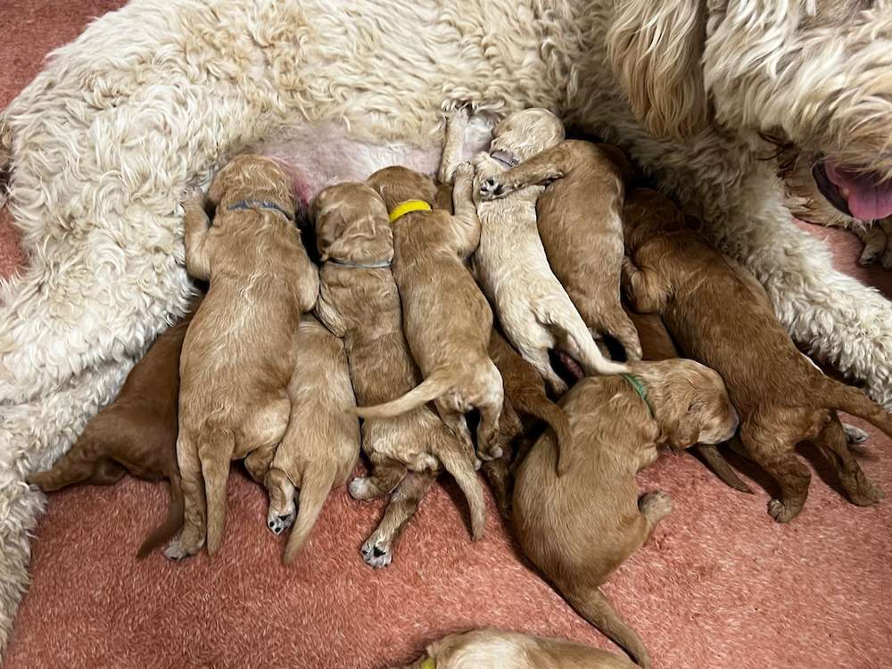 Mia’s F1B Standard Goldendoodles Oct. 2024 litter