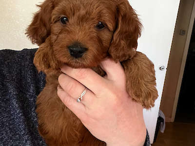 Penny’s Petite /Mini “ Black Collar Boy” adopted
