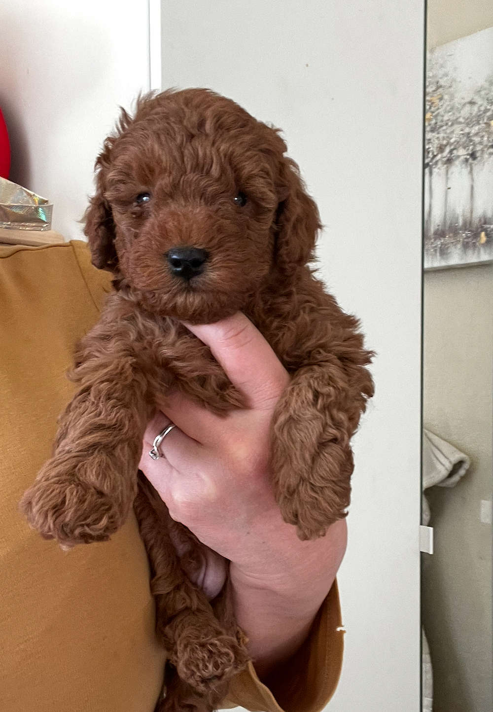 Penny’s Petite/ Mini “ Brown Collar Boy” adopted