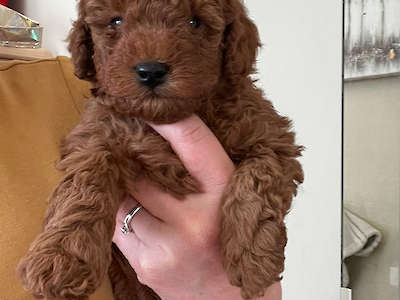 Penny’s Petite/ Mini “ Brown Collar Boy” adopted