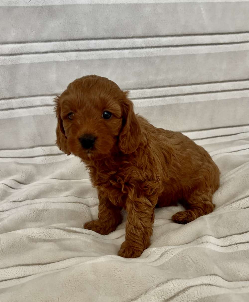 Penny’s Petite/Mini “ Orange Collar Girl” adopted