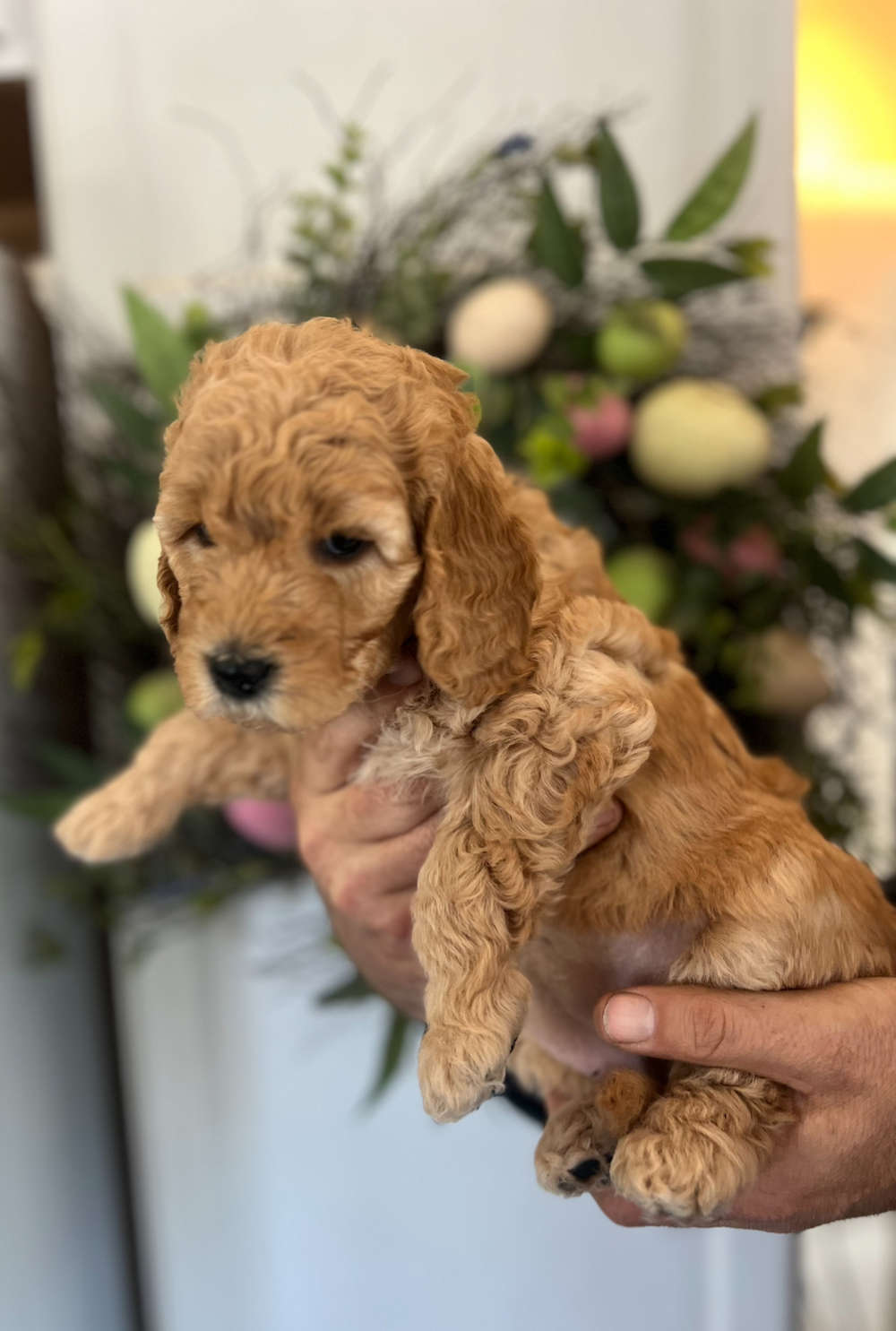 Medium/Standard Goldendoodle - Red Collar girl adopted