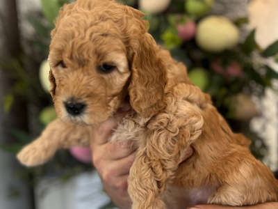 Medium/Standard Goldendoodle - Red Collar girl adopted