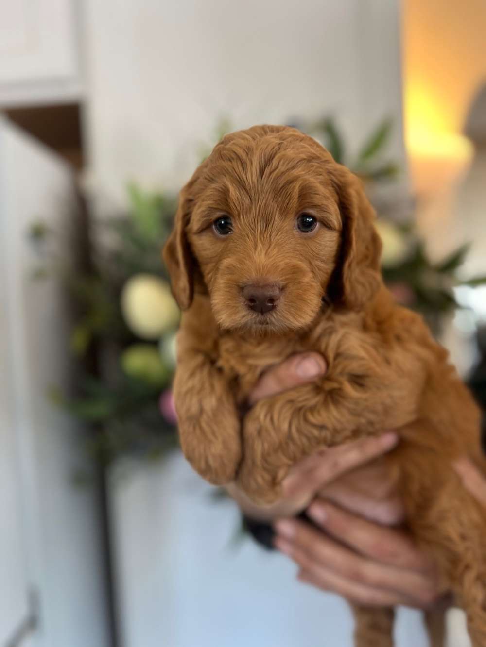 Medium /Standard Goldendoodle - Pink collar girl adopted