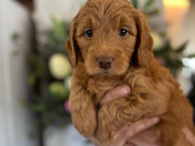 Medium /Standard Goldendoodle - Pink collar girl adopted