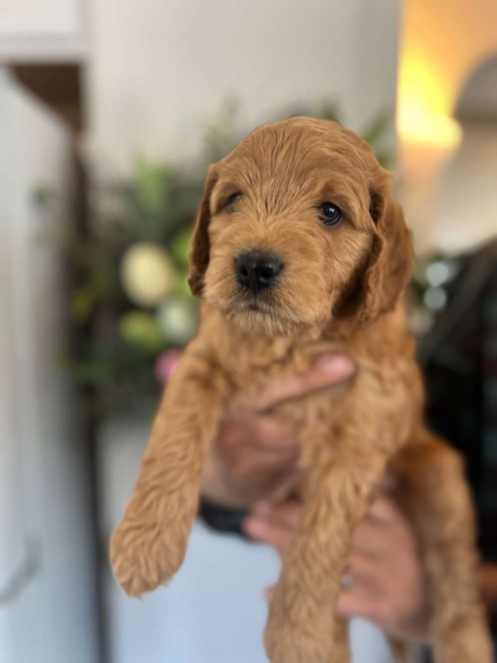 Medium/Standard Goldendoodle - Blue collar boy adopted