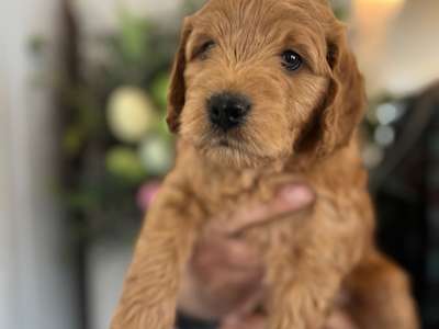 Medium/Standard Goldendoodle - Blue collar boy adopted