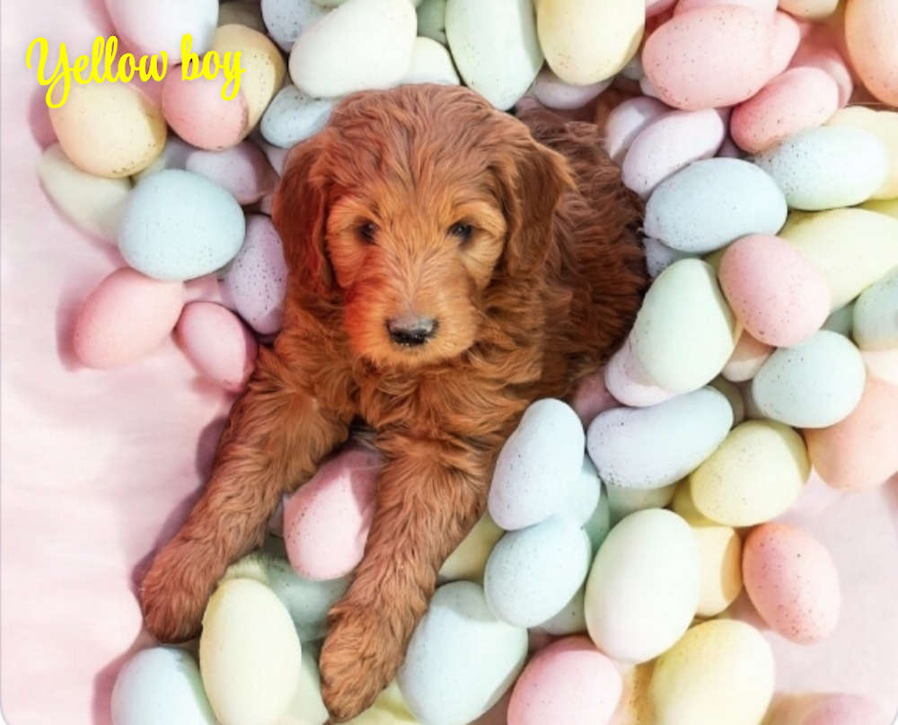 Medium/Standard Goldendoodle - Yellow boy adopted