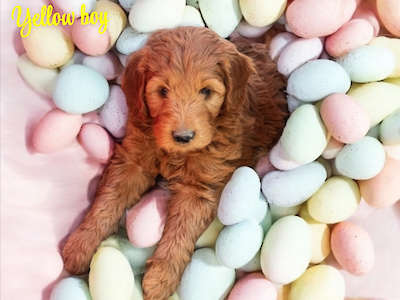 Medium/Standard Goldendoodle - Yellow boy adopted