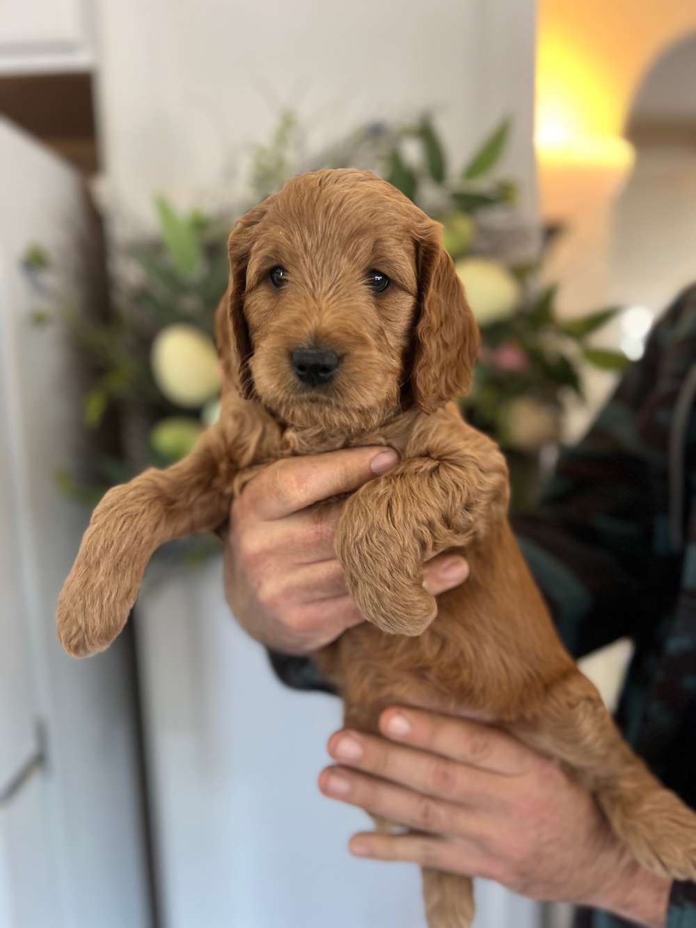 Medium/ Standard Goldendoodle - Black collar boy adopted