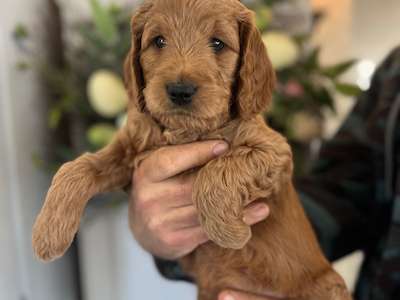 Medium/ Standard Goldendoodle - Black collar boy adopted