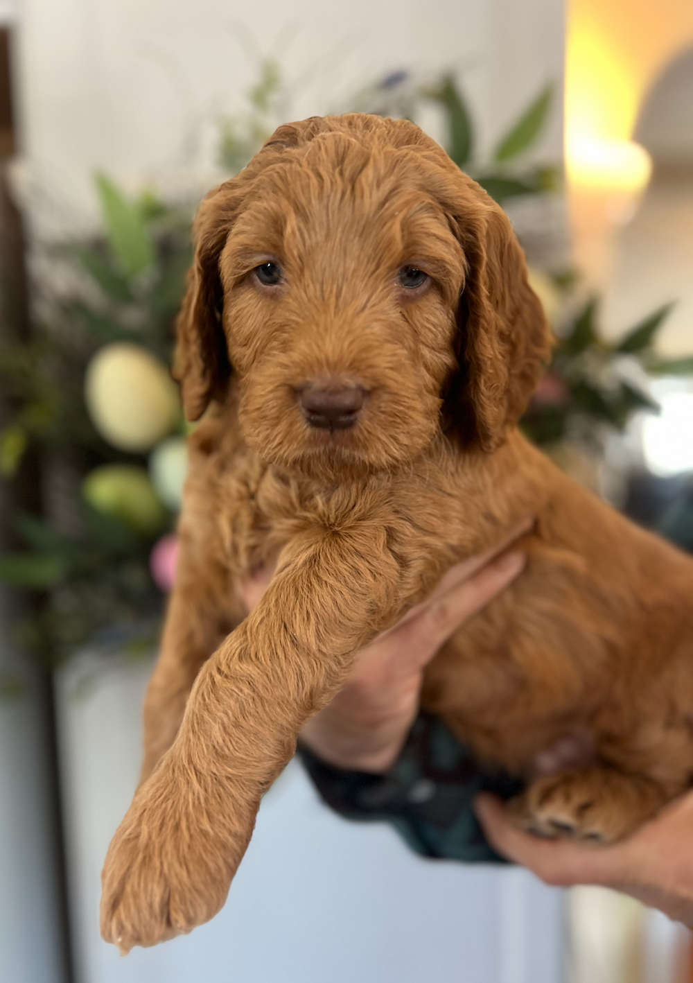 Medium / Standard Goldendoodle - Green collar boy adopted