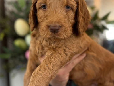 Medium / Standard Goldendoodle - Green collar boy adopted