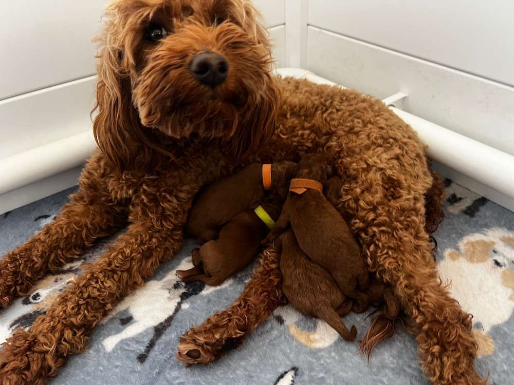 Penny’s Micro/Mini Goldendoodles Feb. 2025