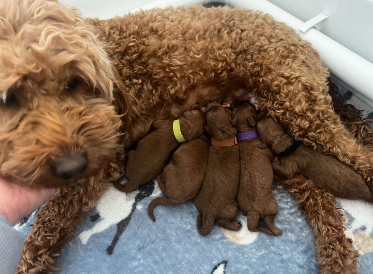 Penny’s Micro/Mini Goldendoodles Feb. 2025