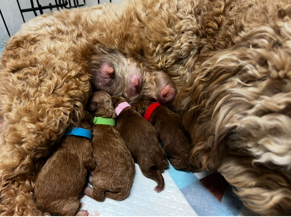 Lulu’s Mini Goldendoodles Feb. 2025