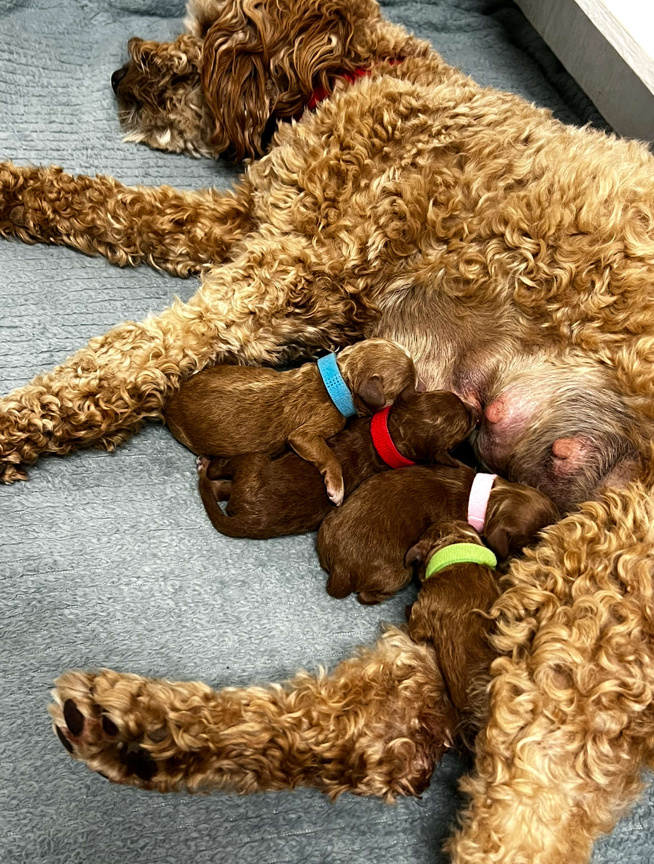 Lulu’s Mini Goldendoodles Feb. 2025