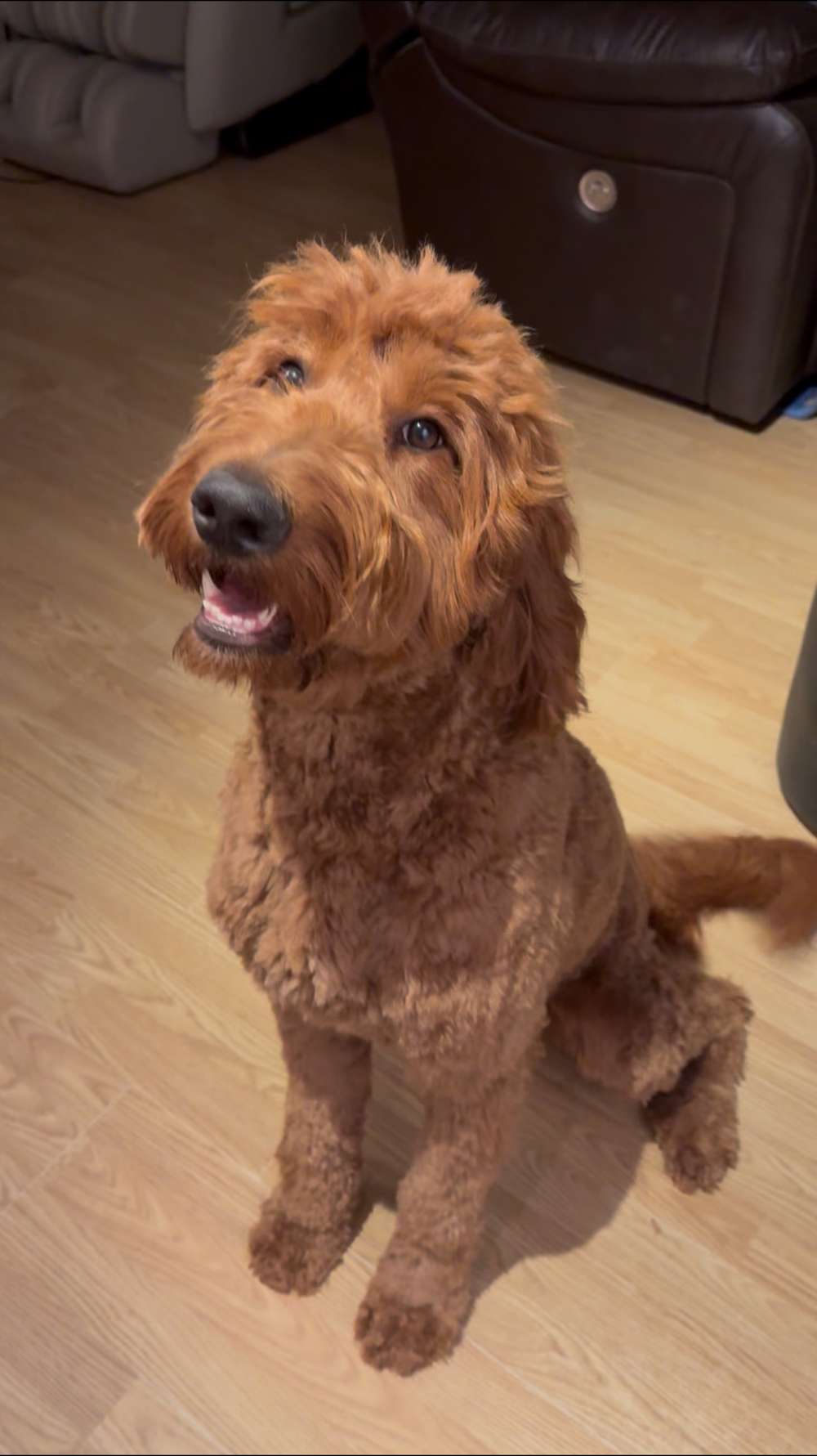 Brownie