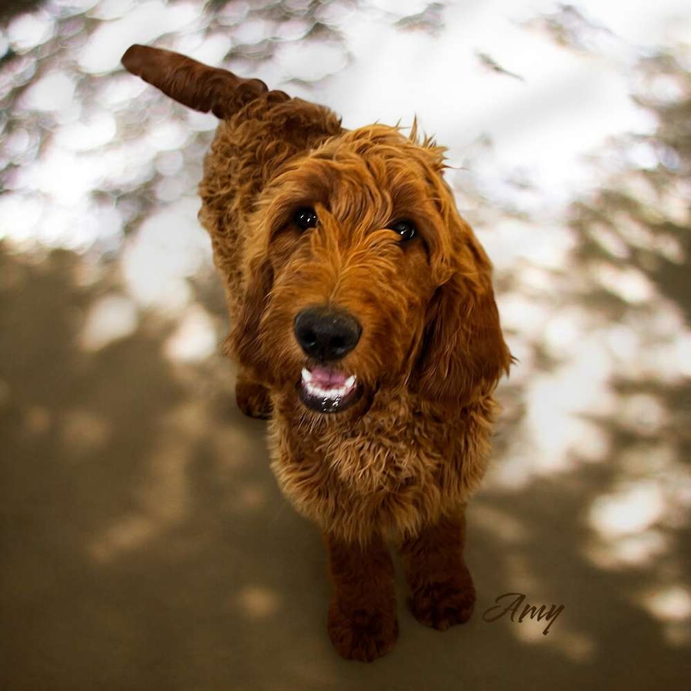 Brownie