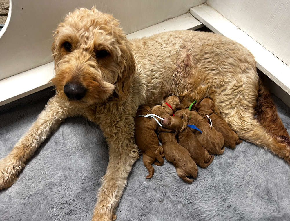 Honey’s Standard/Medium F1B Goldendoodles Feb. 2025 ( Honey＋Harley)