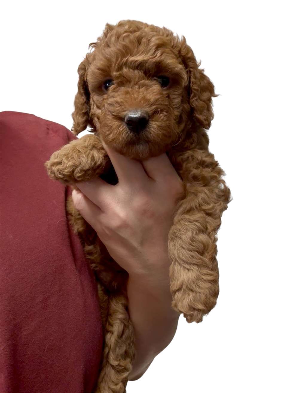 Penny’s Pink girl - adopted