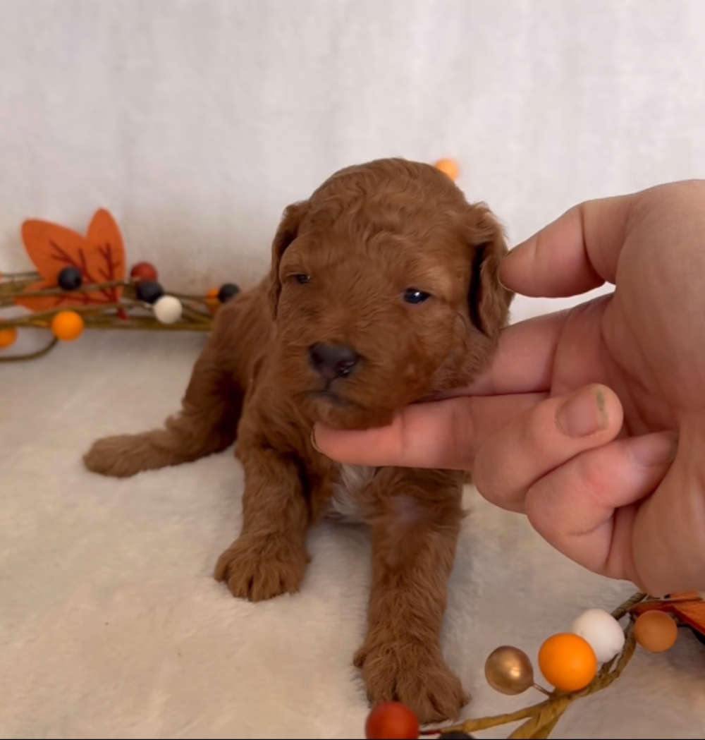 Penny’s Brown girl
