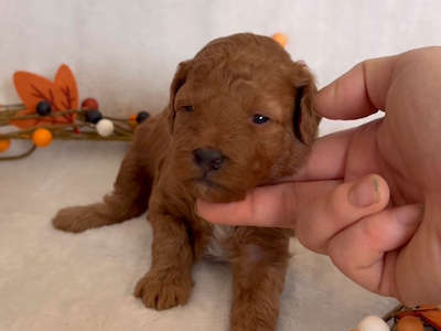 Penny’s Brown girl