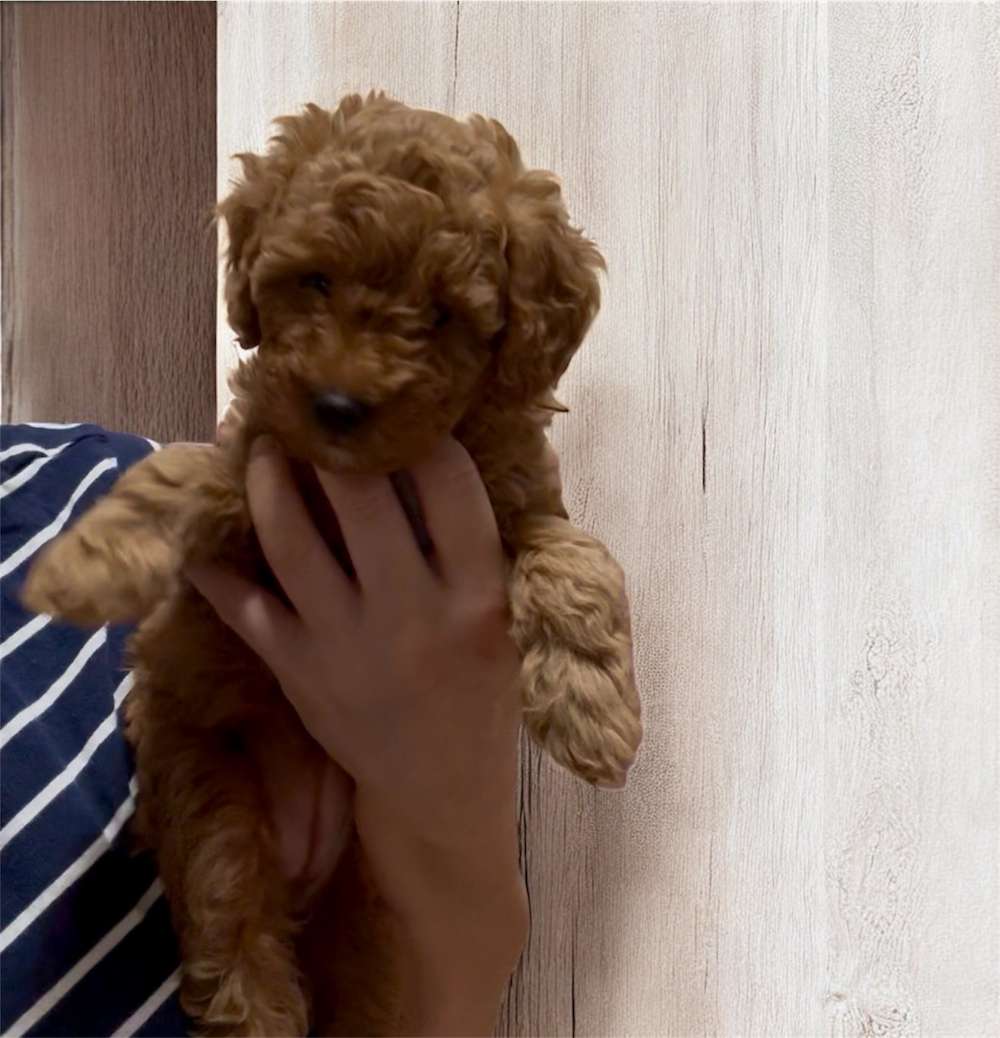 Penny’s Brown girl - adopted