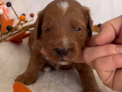 Puppy’s Green boy