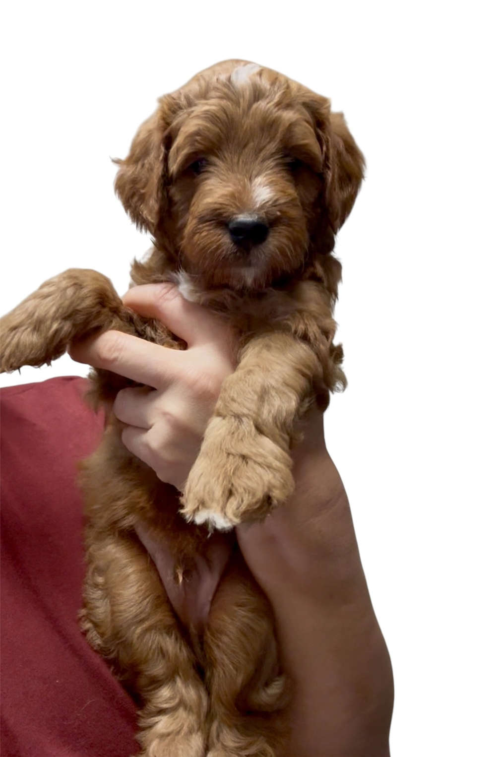 Puppy’s Green boy - adopted