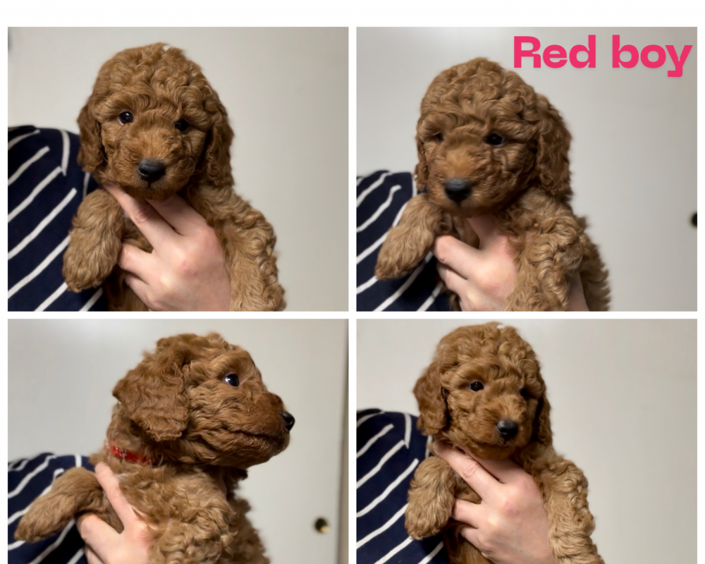 Penny’s Red boy - adopted