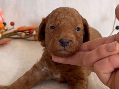 Penny’s Red boy