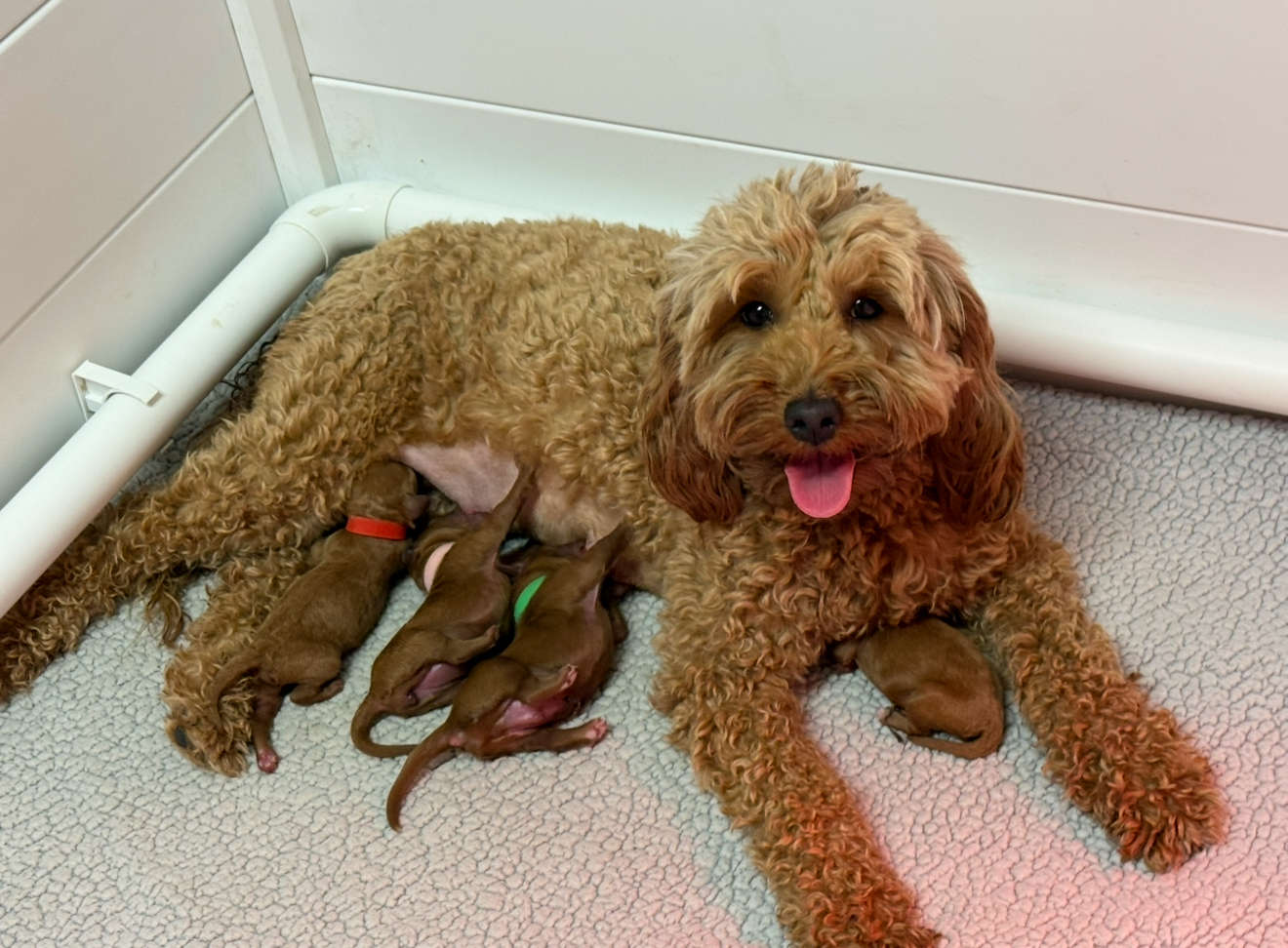 Penny Mini Goldendoodles Aug. 2025 ( Penny + Tucker)