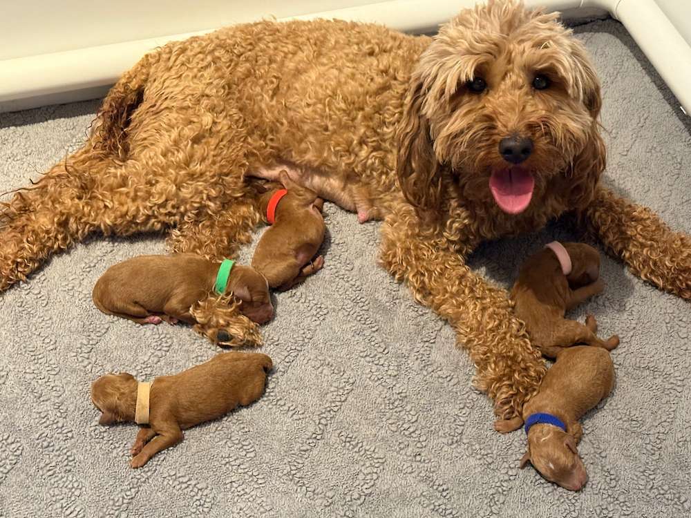Penny Mini Goldendoodles Aug. 2025 ( Penny + Tucker)